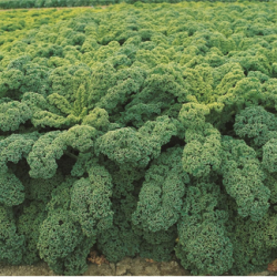 Jarmuż Winterbor F1 2500 nasion precyzja st